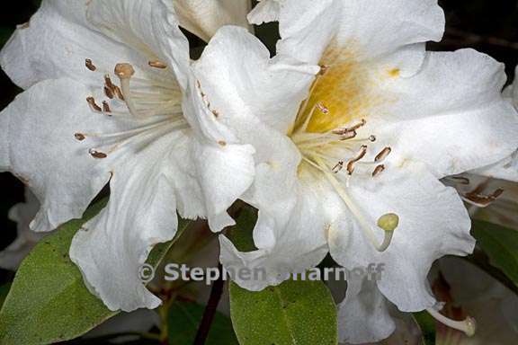 rhododendron johnstoneanum subsection maddenia 5 graphic